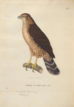 Imagem de Accipiter poliogaster (Temminck 1824)