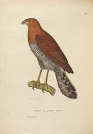 Image of Barred Forest Falcon