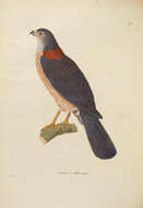 Imagem de Accipiter cirrocephalus (Vieillot 1817)