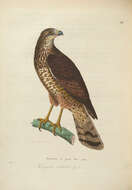 Image of Rupornis Kaup 1844