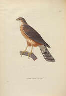 Imagem de Accipiter rufiventris Smith & A 1830