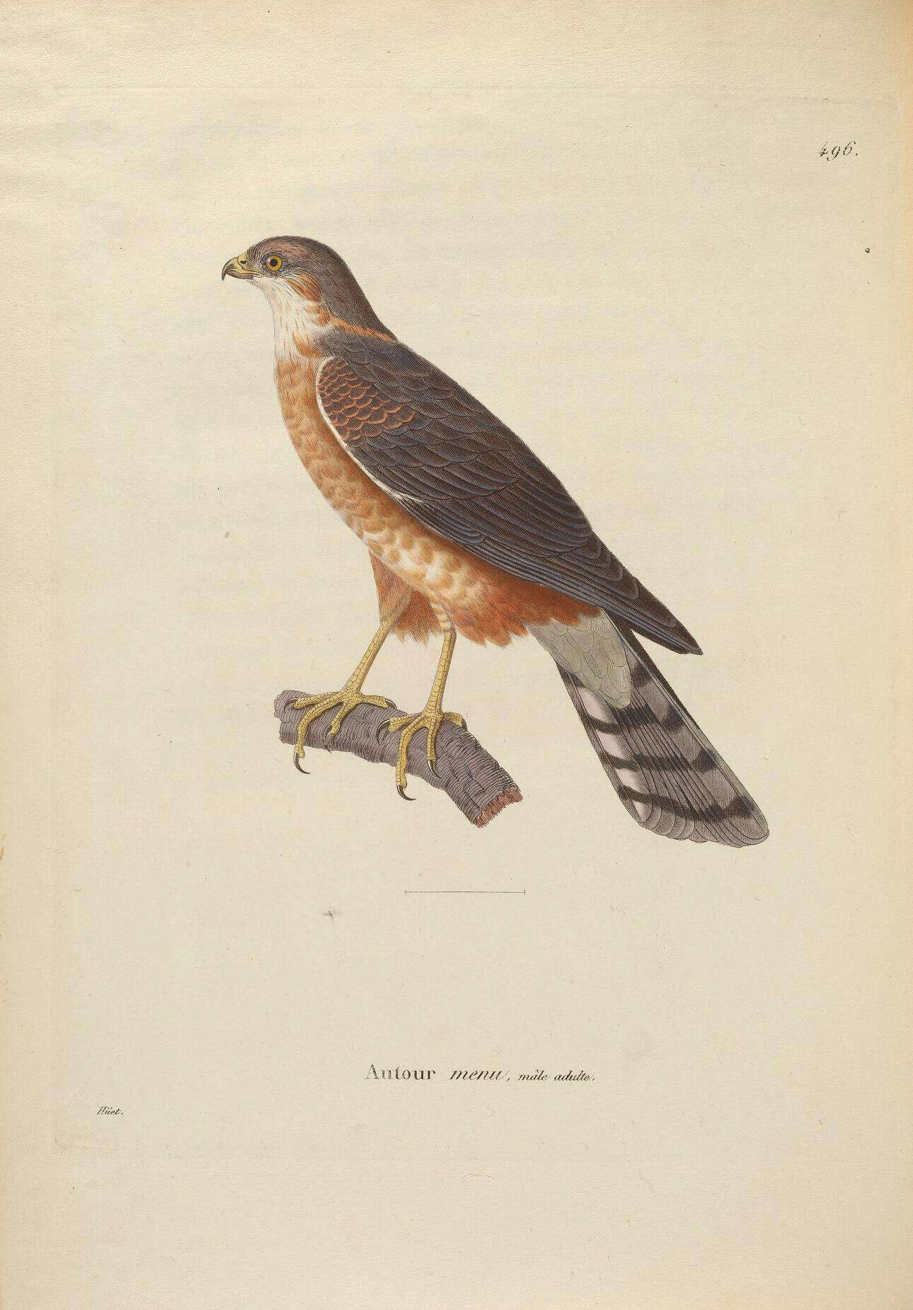 Imagem de Accipiter rufiventris Smith & A 1830