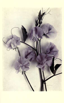 Image of Sweet Pea