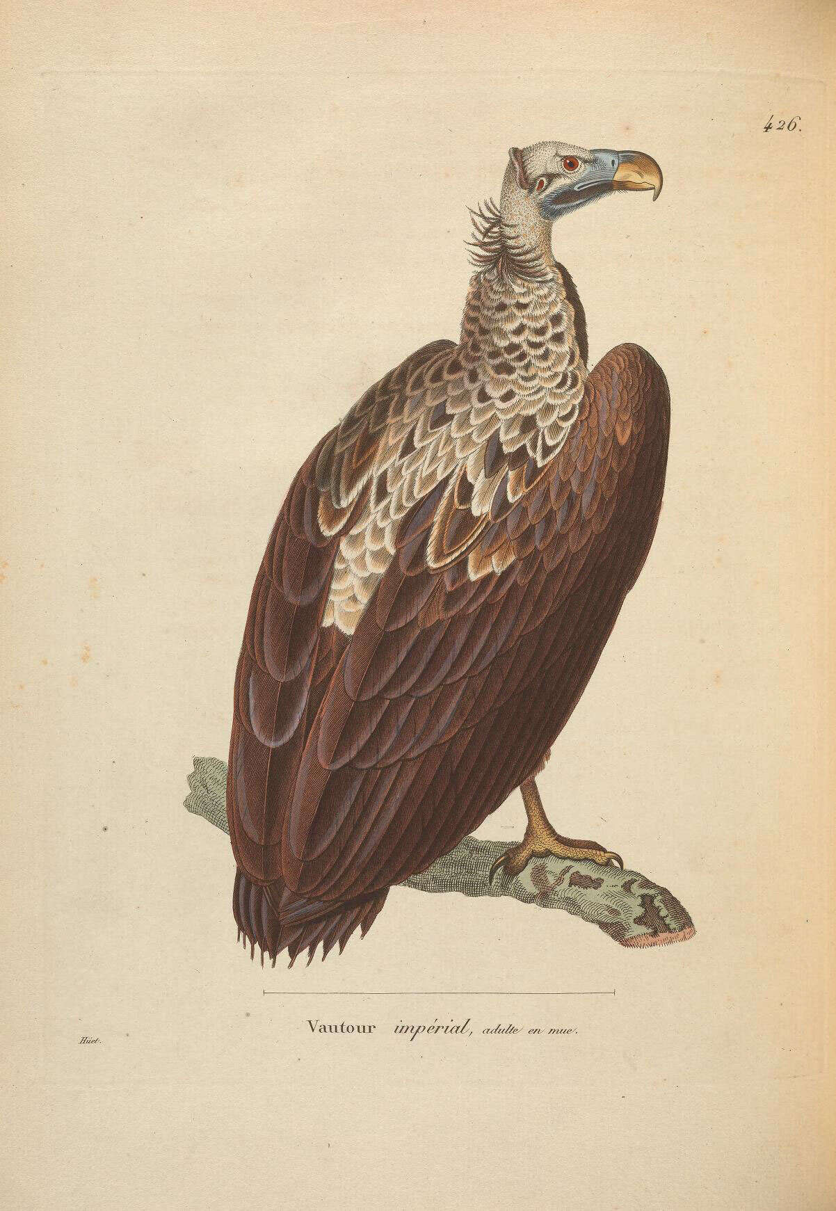 Image of Aegypius Savigny 1809