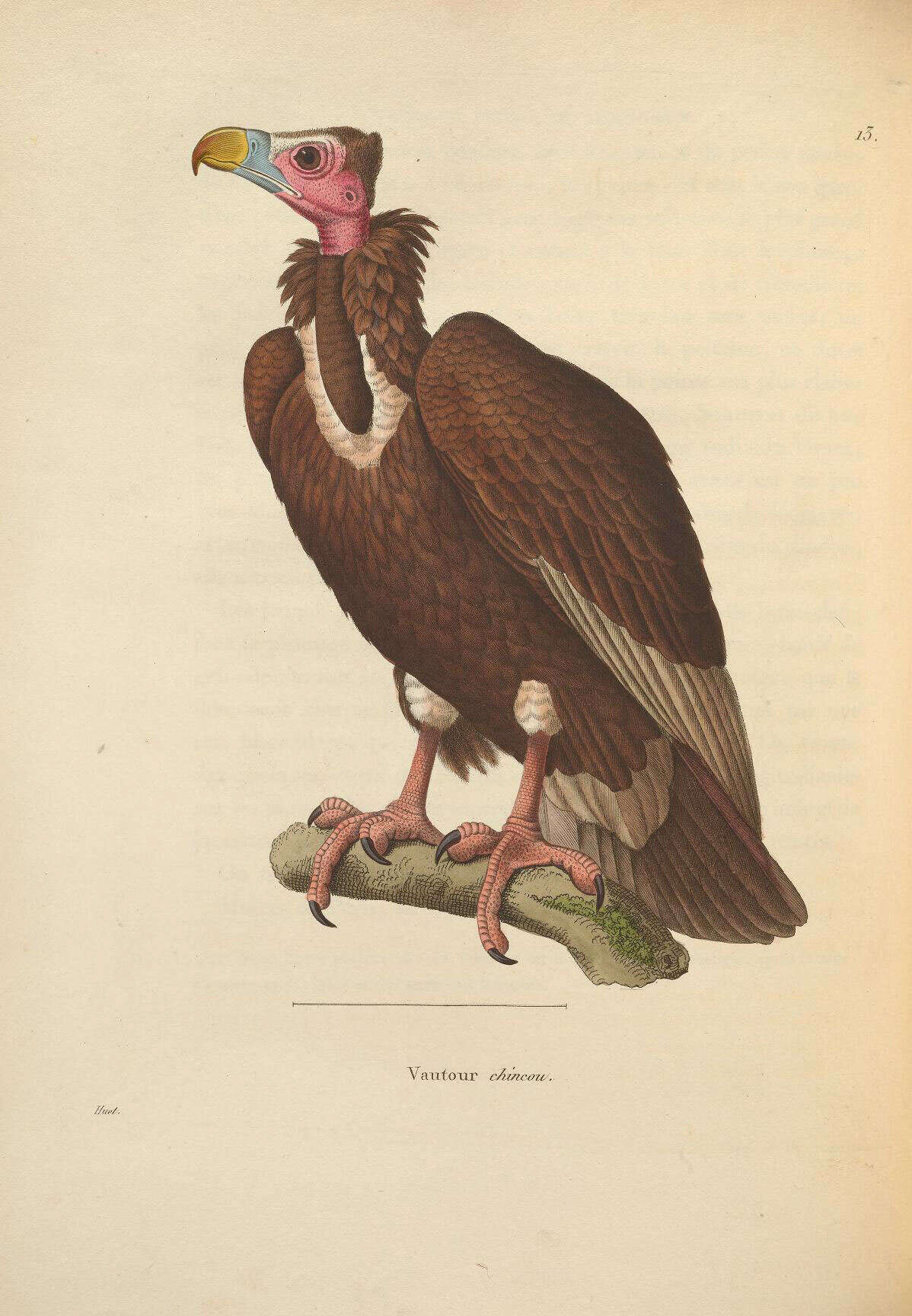 Image of Trigonoceps Lesson & R 1842