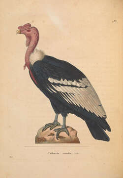 Image de Vultur Linnaeus 1758