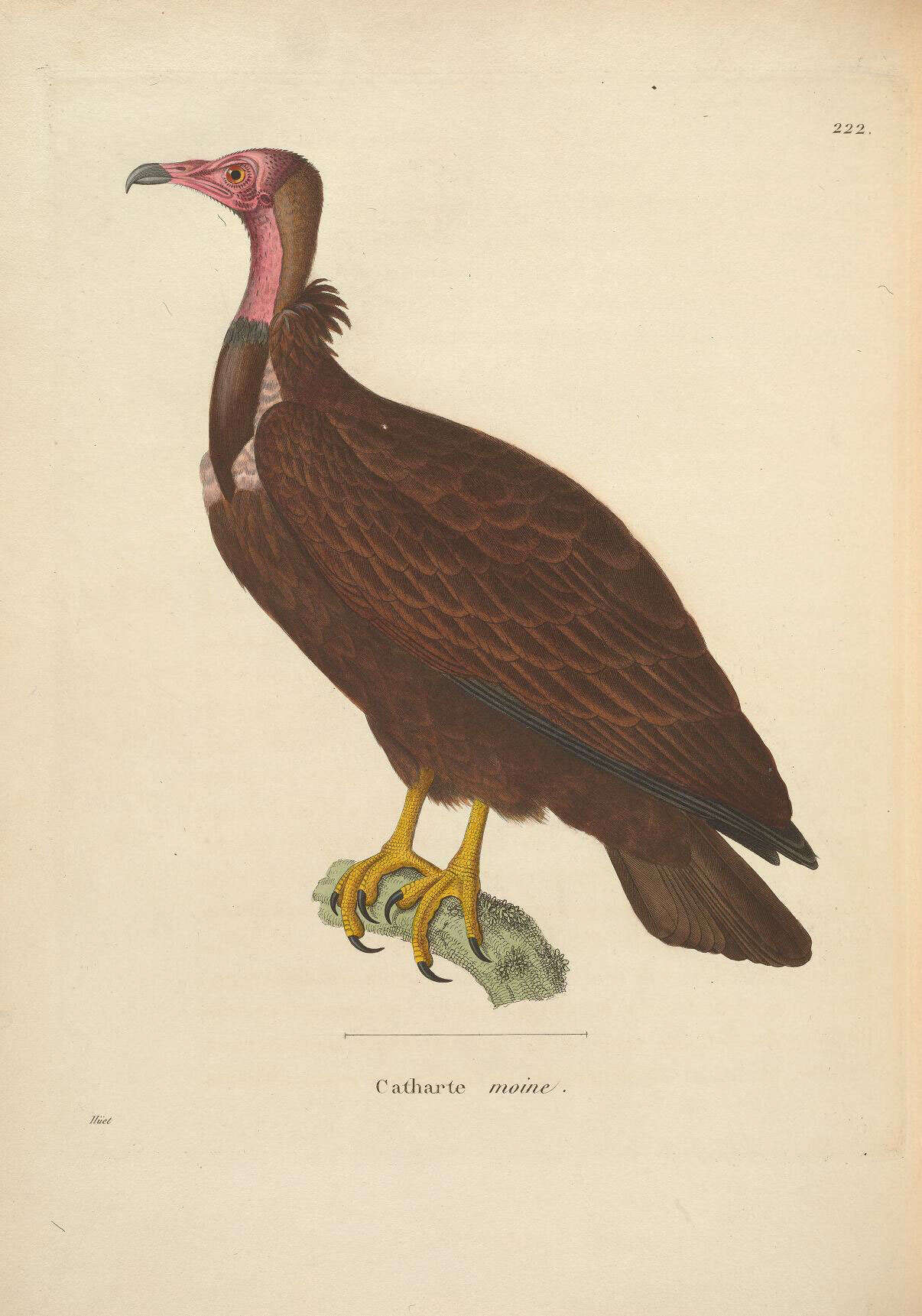 Image of Necrosyrtes Gloger 1841