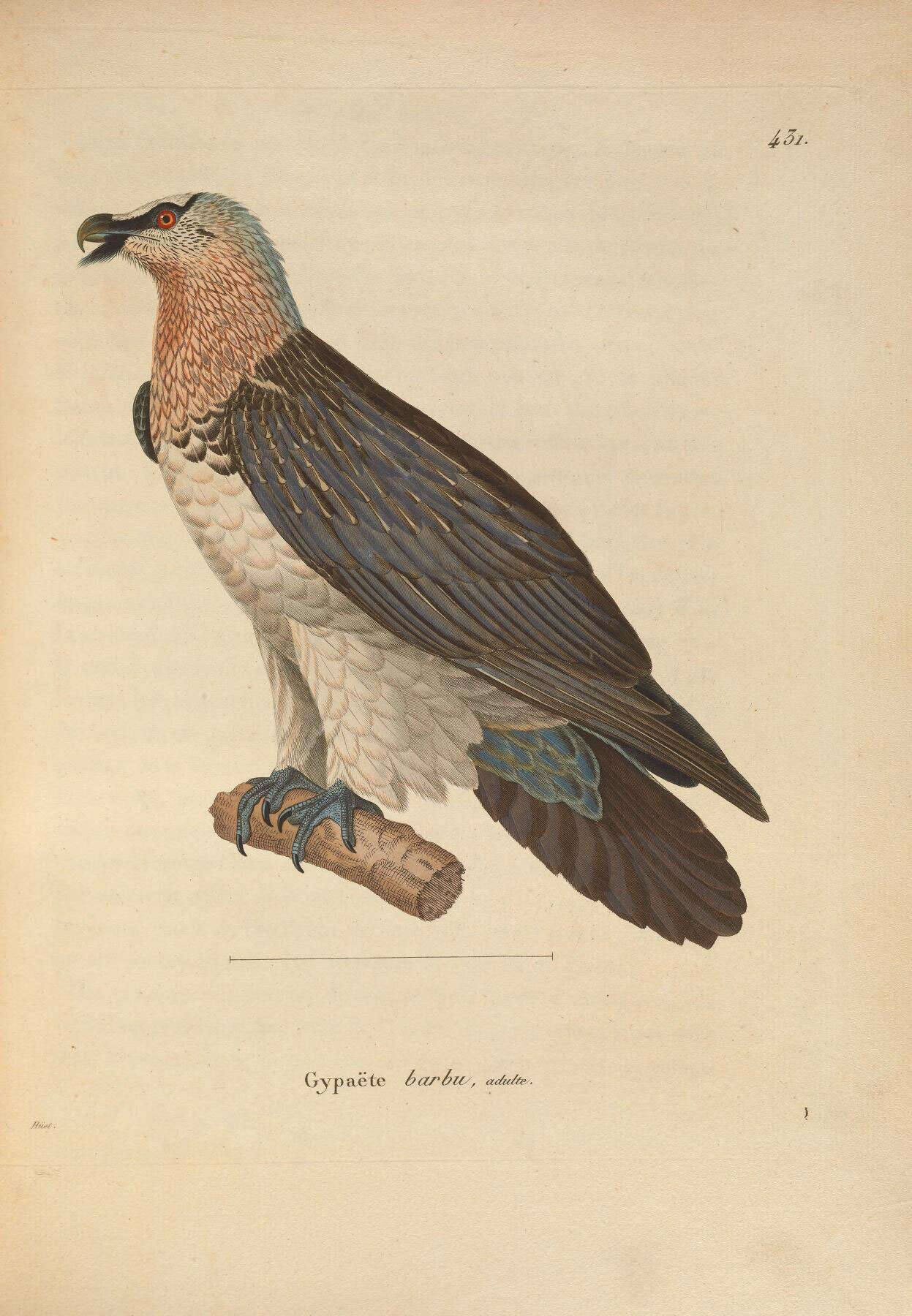 Image de Gypaetus Storr 1784