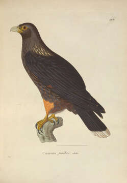 Image of Forster's Caracara