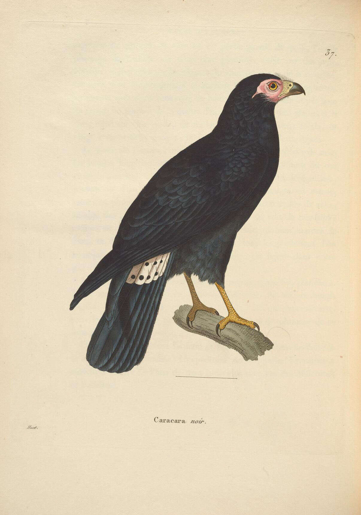 Image of Daptrius Vieillot 1816