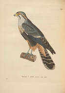 Falco femoralis Temminck 1822 resmi