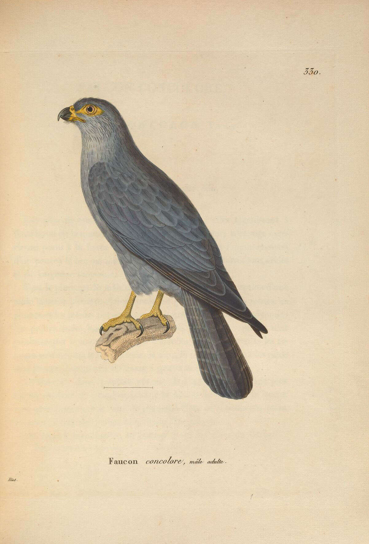 Image of Sooty Falcon