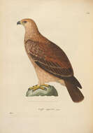 Image of Asian Imperial Eagle