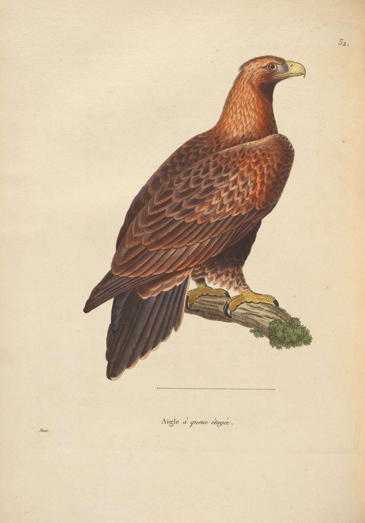 Imagem de Aquila audax (Latham 1801)