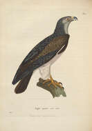 Image of Black-chested Buzzard-Eagle