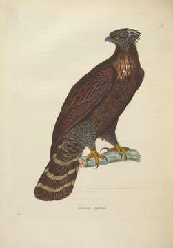 Imagem de Spizaetus tyrannus (Wied-Neuwied 1820)