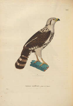 Image of Gray Hawk