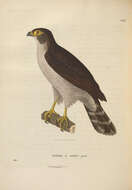 Imagem de Accipiter poliogaster (Temminck 1824)