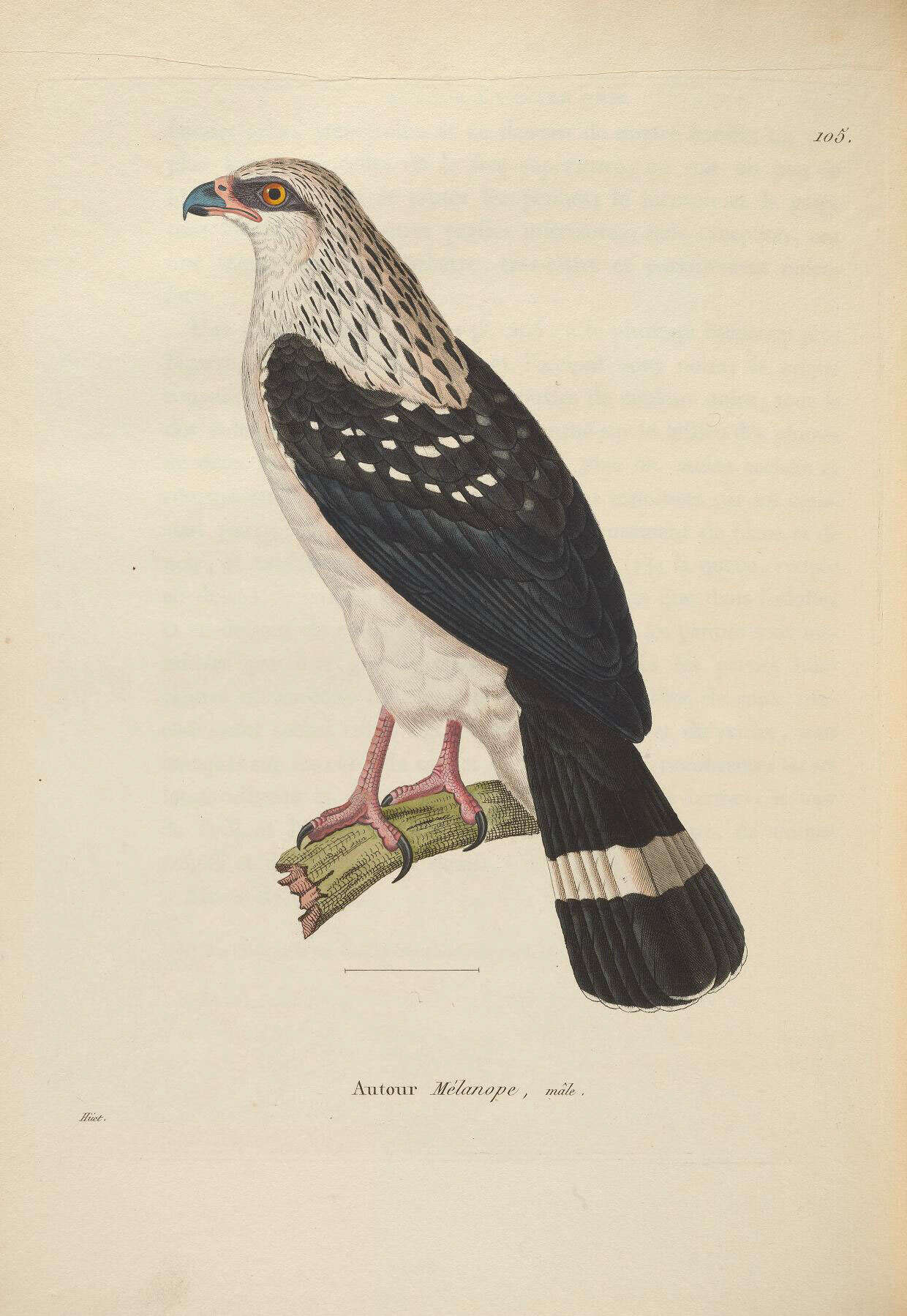 Imagem de Leucopternis melanops (Latham 1790)