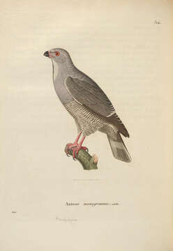 Image of Kaupifalco Bonaparte 1854