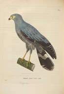 Image of Madagascan Harrier-Hawk