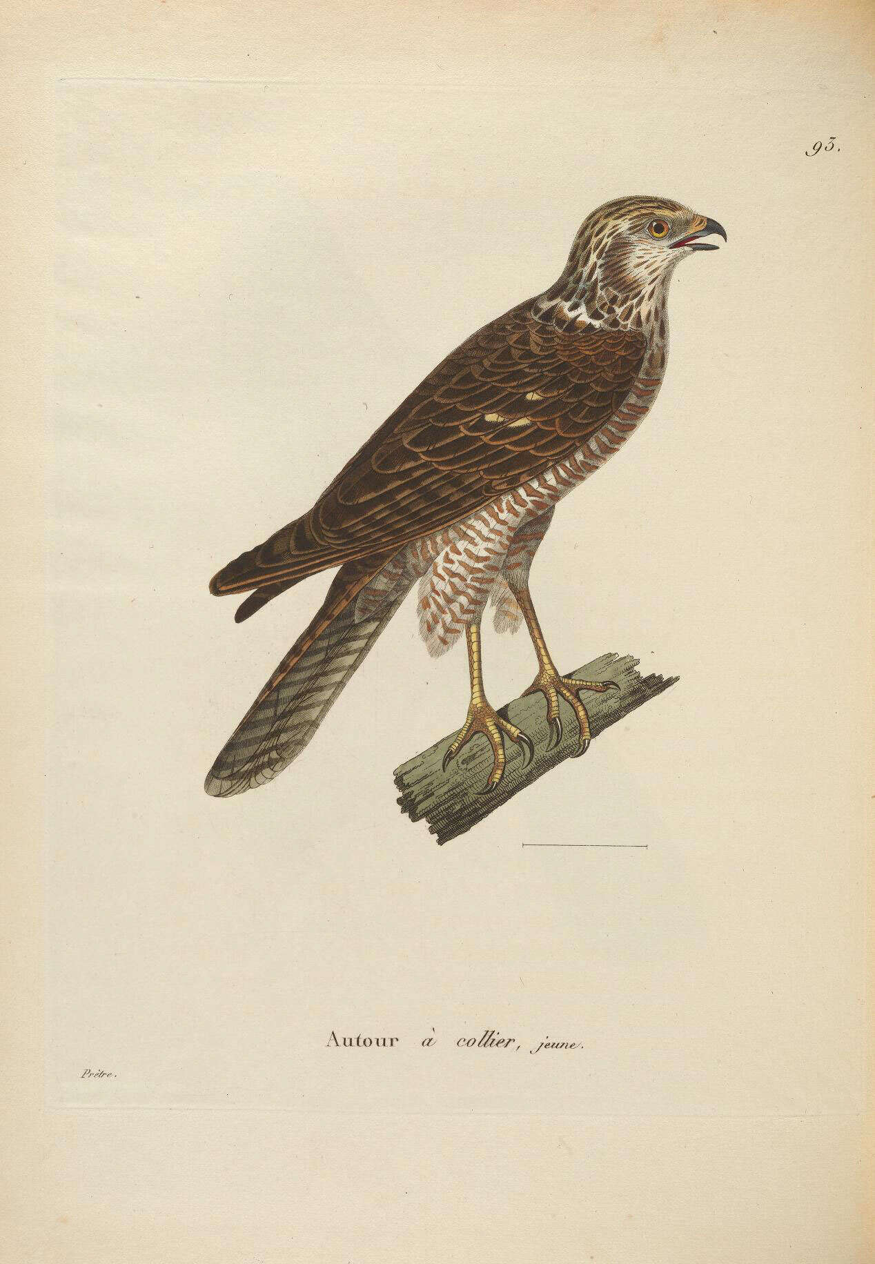 Imagem de Accipiter cirrocephalus (Vieillot 1817)