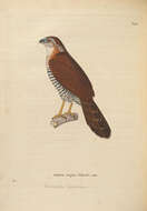 Imagem de Buteo albigula Philippi 1899