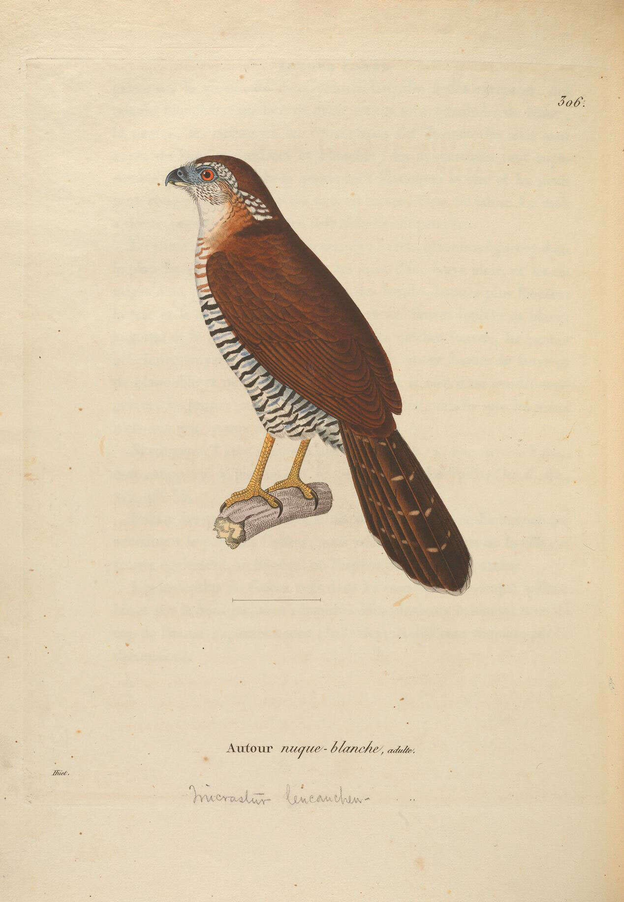 Imagem de Buteo albigula Philippi 1899