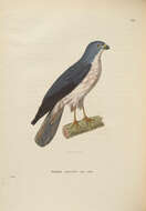 Image of African Cuckoo-Falcon