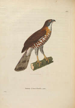 Imagem de Accipiter trivirgatus (Temminck 1824)