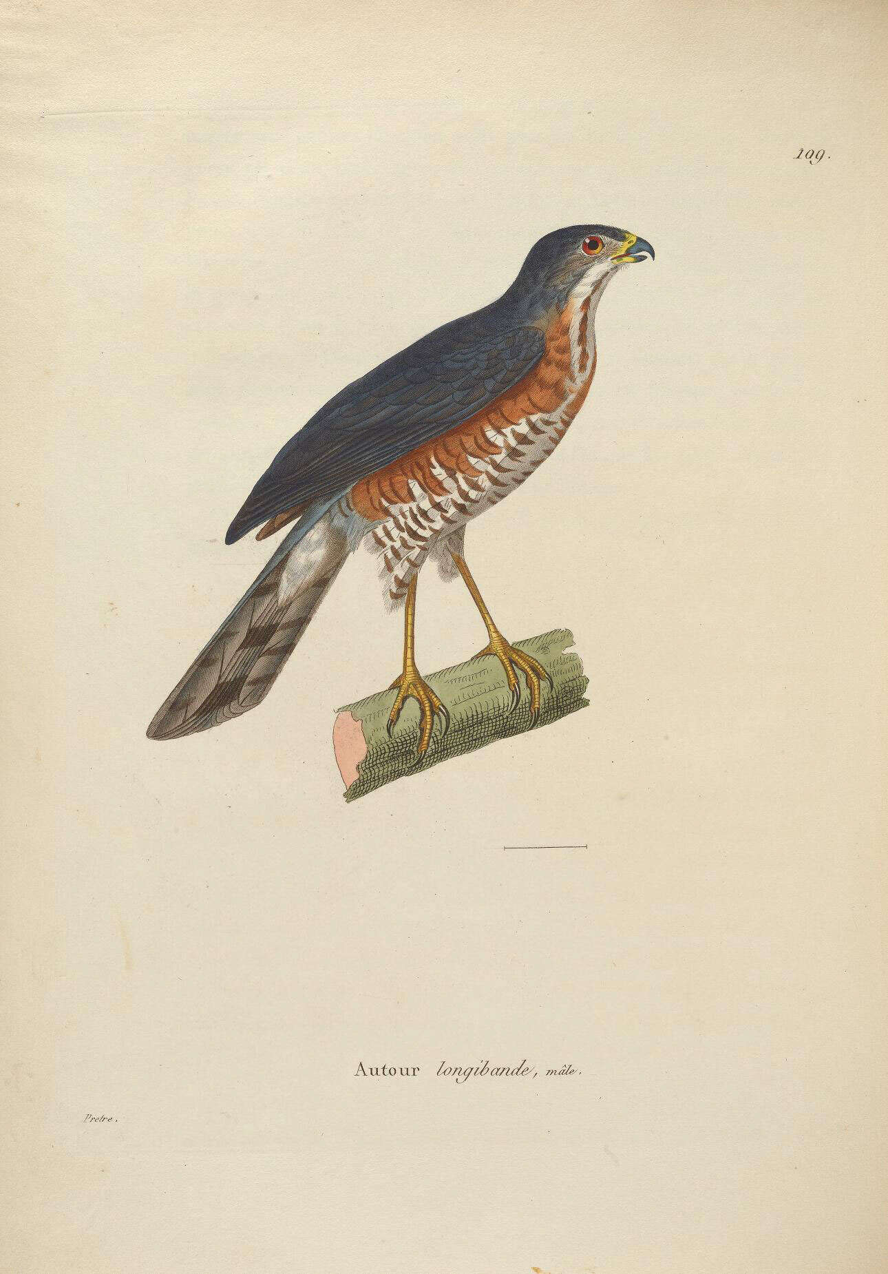 Imagem de Accipiter nisus (Linnaeus 1758)