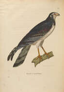 Image of Hen Harrier