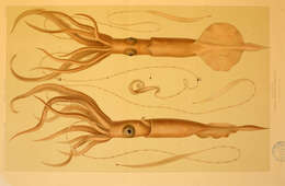 Image of squid