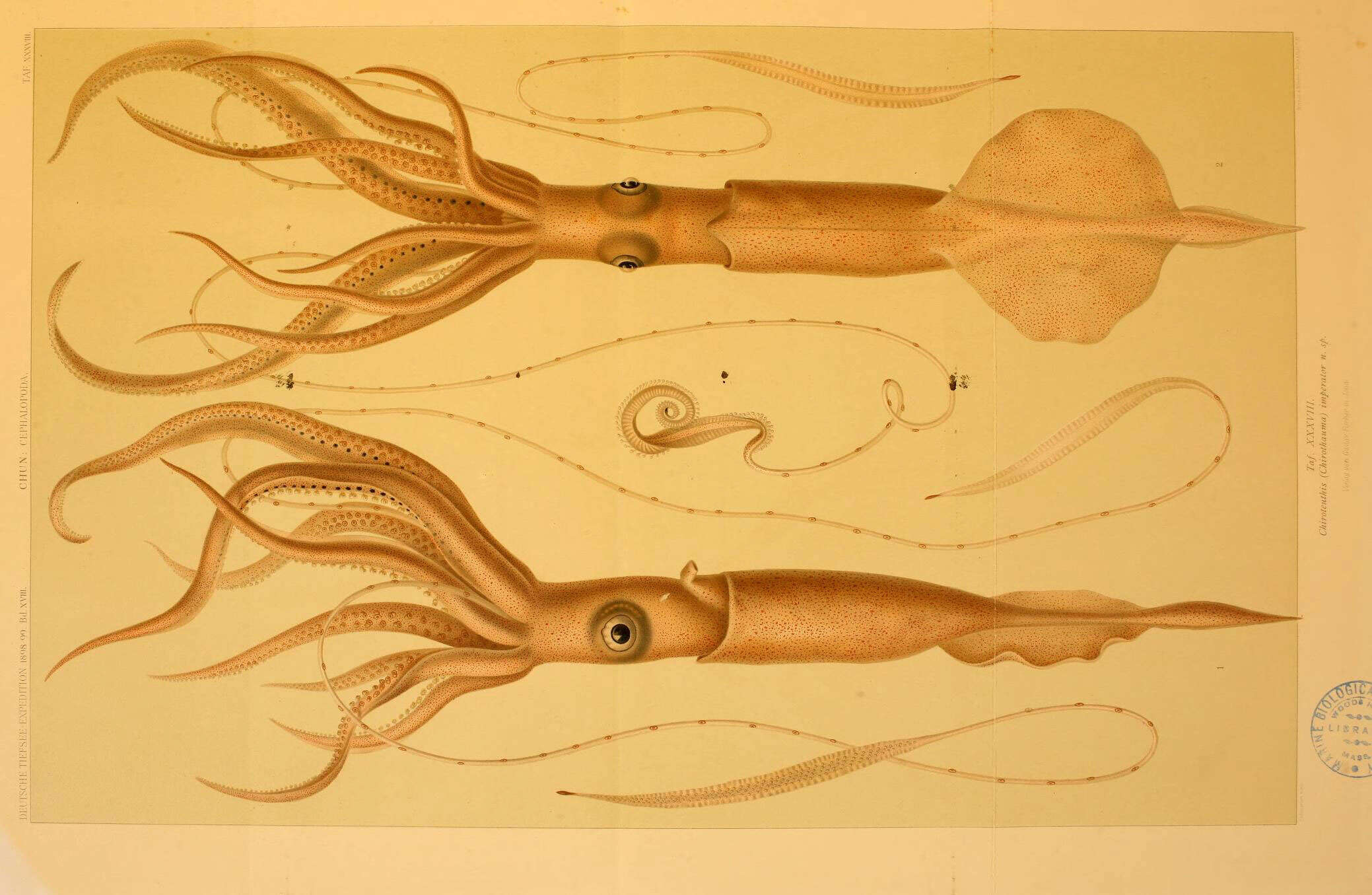 Image de Chiroteuthis imperator Chun 1908