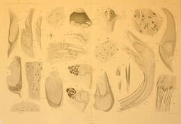 Sivun Cranchia Leach 1817 kuva