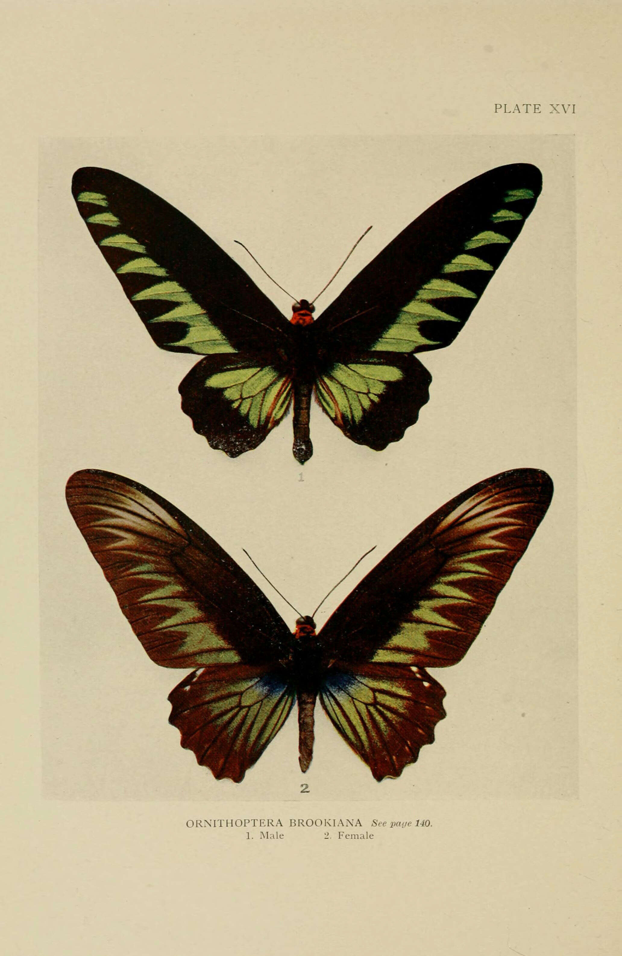 Image de Trogonoptera