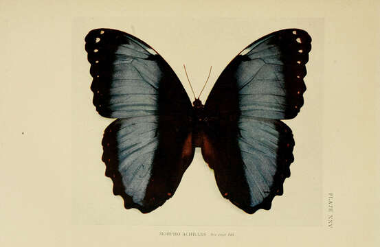 Image of Blue-banded Morpho Butterfly