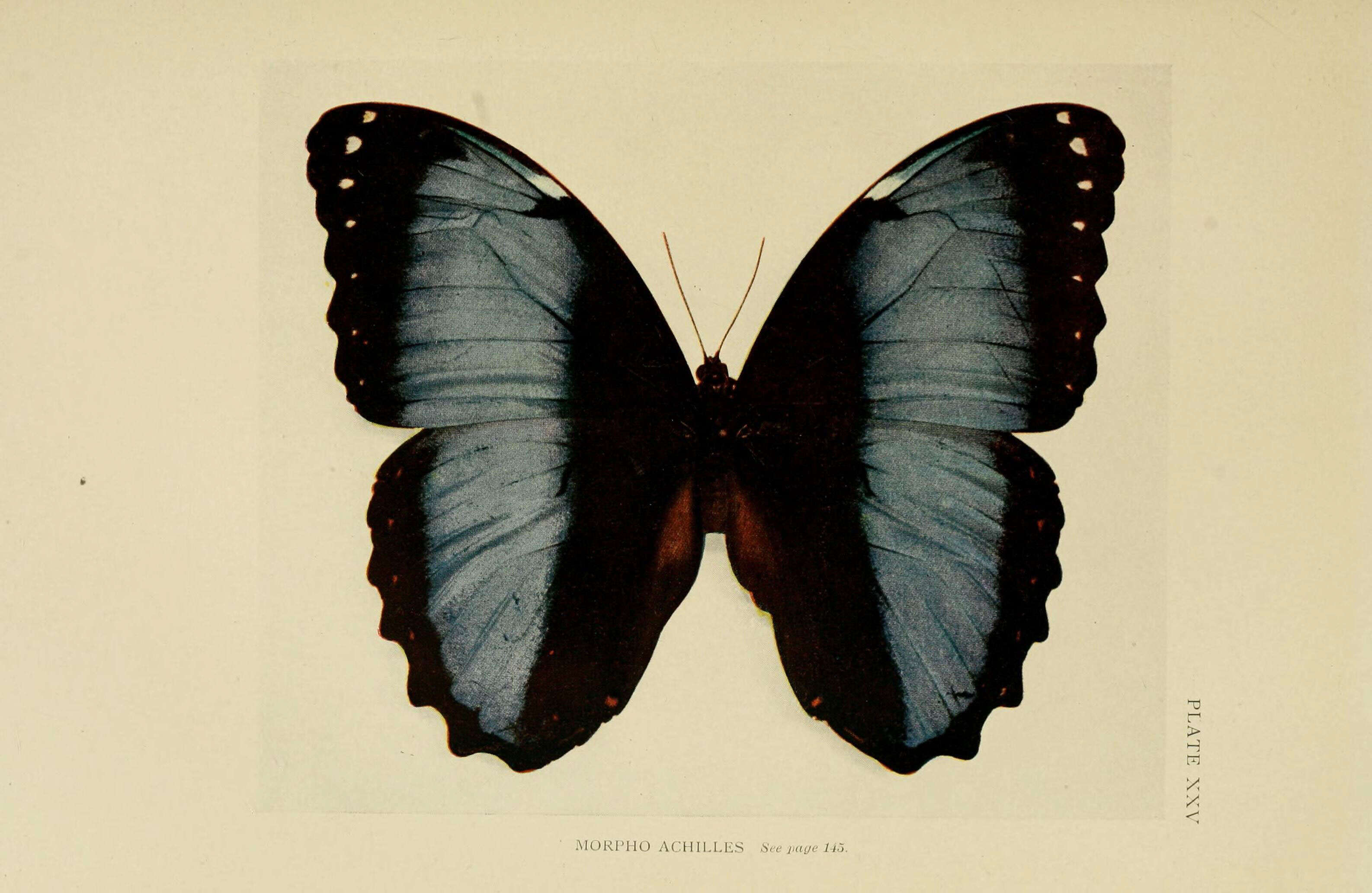 Image of Blue-banded Morpho Butterfly