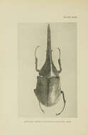 Image of Hercules Beetle