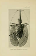 Image of Violin beetle