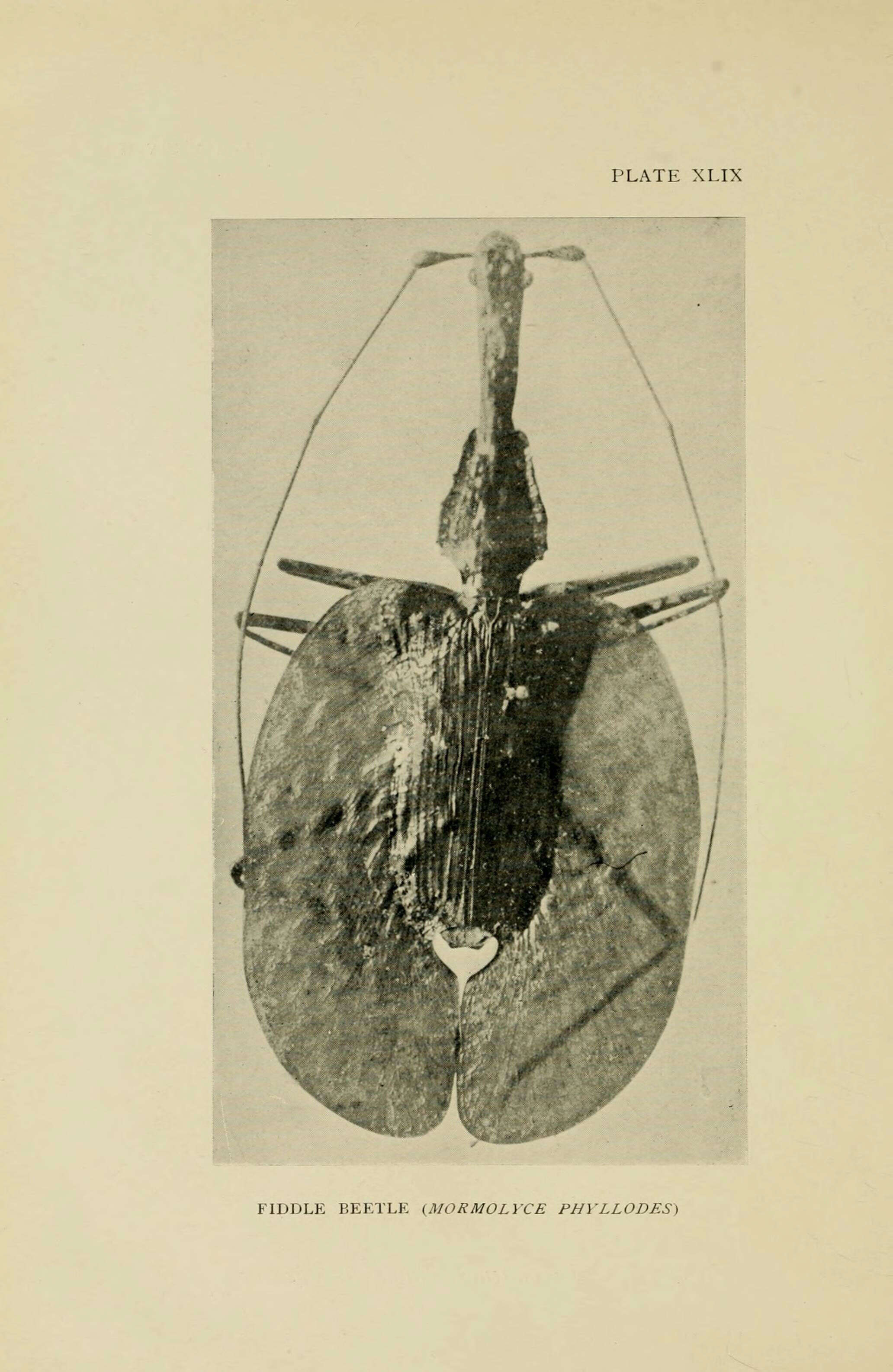 Image of Violin beetle