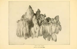 Image of Coral tooth