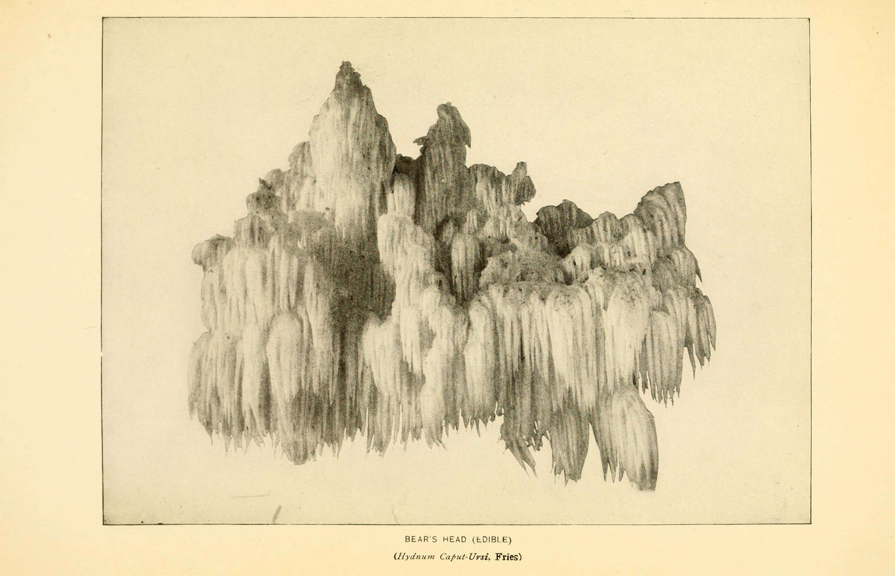 Image de Hericium coralloides (Scop.) Pers. 1794