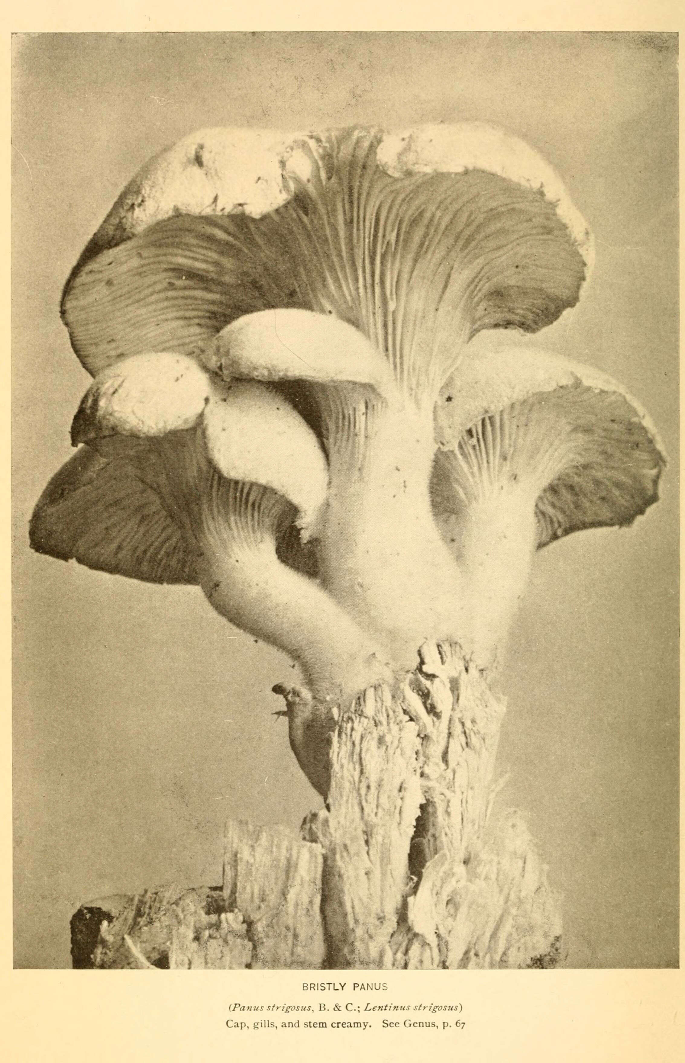 Image de Panus neostrigosus Drechsler-Santos & Wartchow 2012