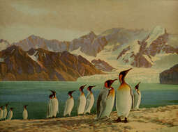 Image of King Penguin