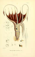 Image de Histioteuthis bonnellii (Férussac 1834)