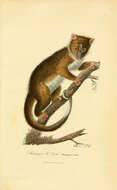 Image of Pseudocheirus Ogilby 1837