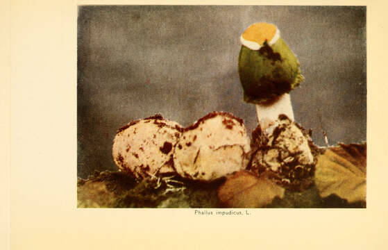 Image of Stinkhorn