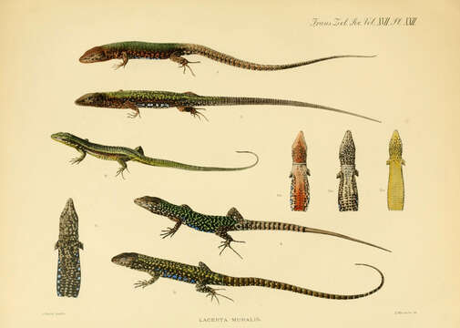 Image of Common wall lizard