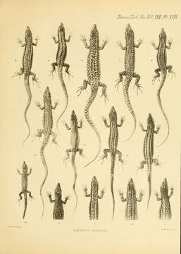 Podarcis muralis (Laurenti 1768) resmi